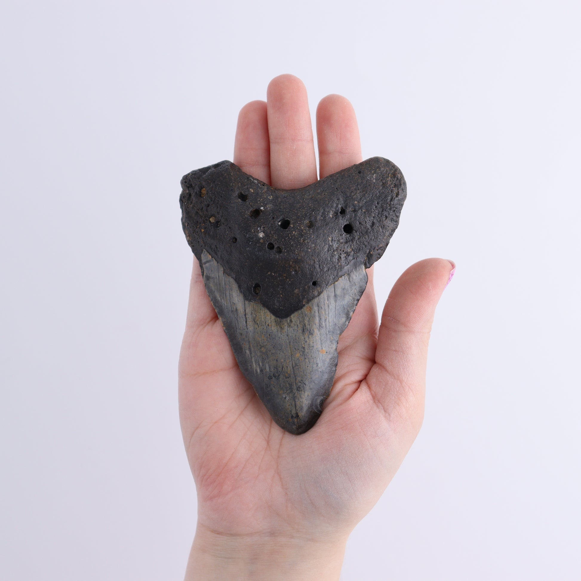 Megalodon Teeth Set of 6 - Expert Wholesale and Supplier of Wholesale Crystals & Bulk Gemstones, ["Megalodon Teeth","United States"]