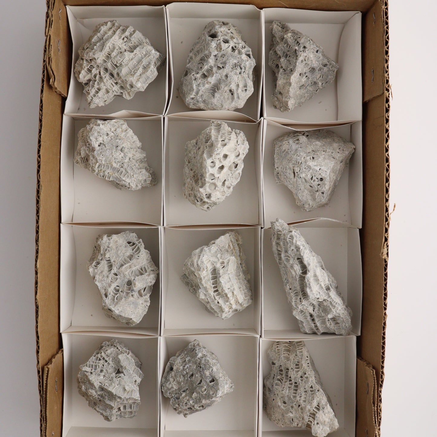 Coral Flat - Expert Wholesale and Supplier of Wholesale Crystals & Bulk Gemstones, ["Coral","Flats"]