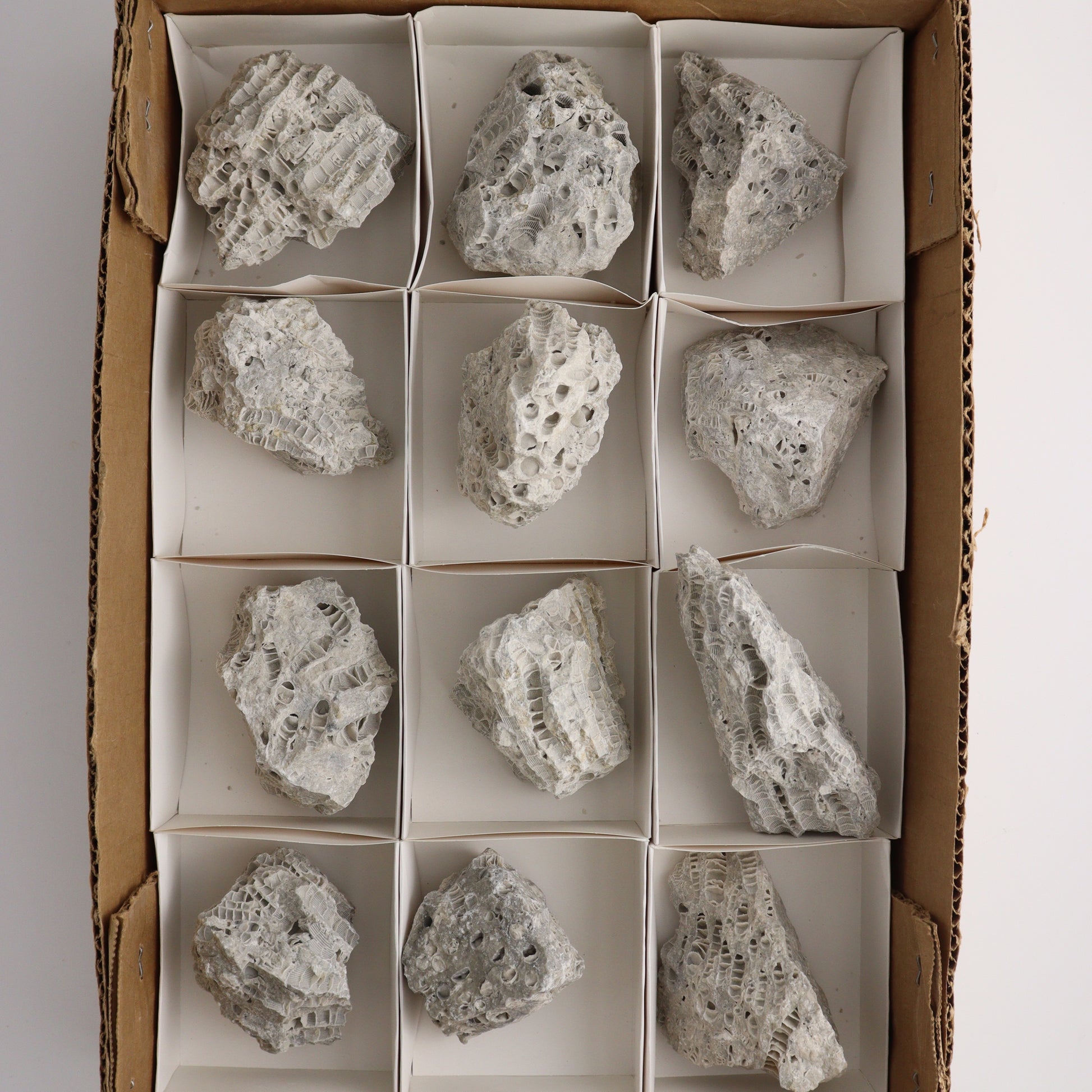 Coral Flat - Expert Wholesale and Supplier of Wholesale Crystals & Bulk Gemstones, ["Coral","Flats"]