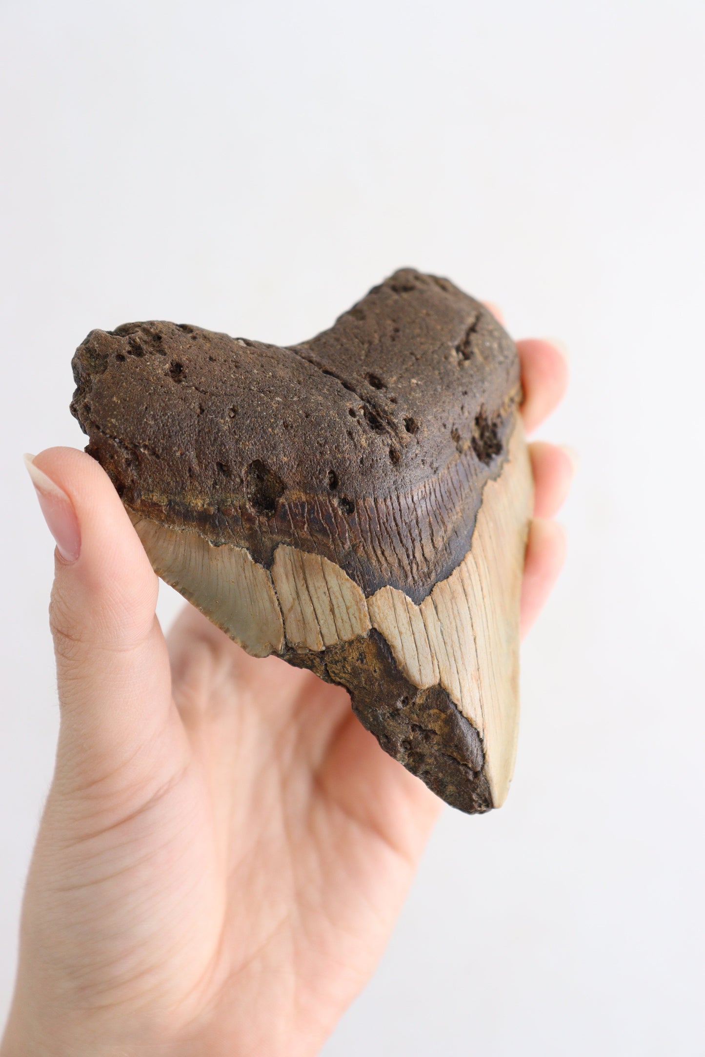 Megalodon Teeth Flat