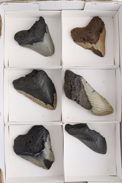 Megalodon Teeth Flat