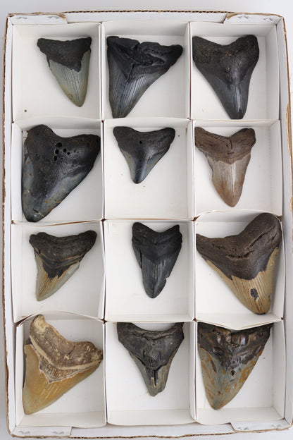 Megalodon Teeth Flat