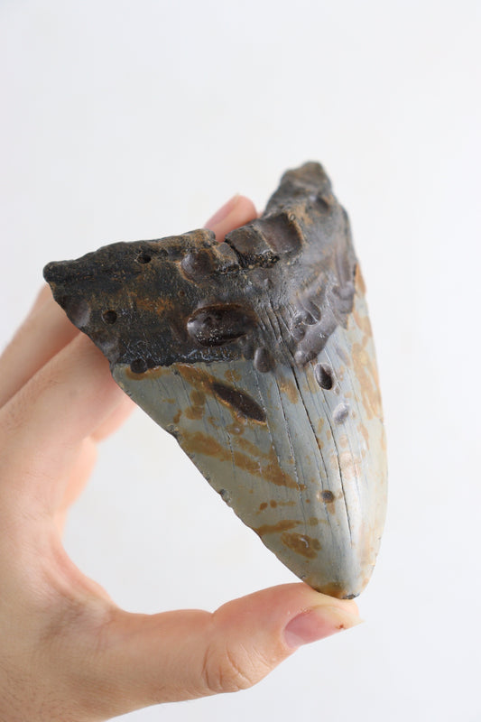 Megalodon Teeth Flat