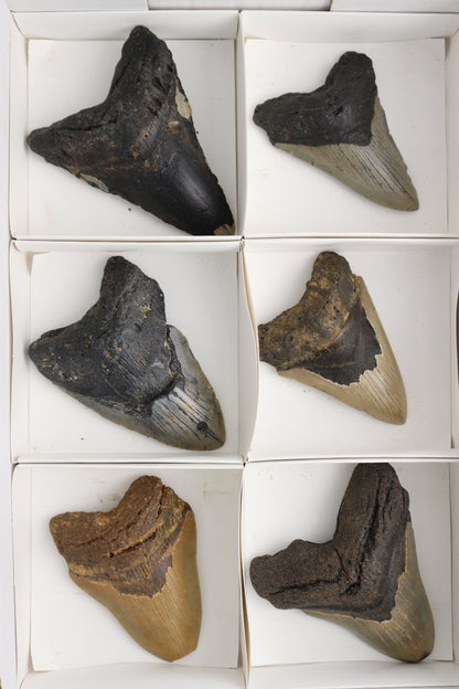 Megalodon Teeth Flat