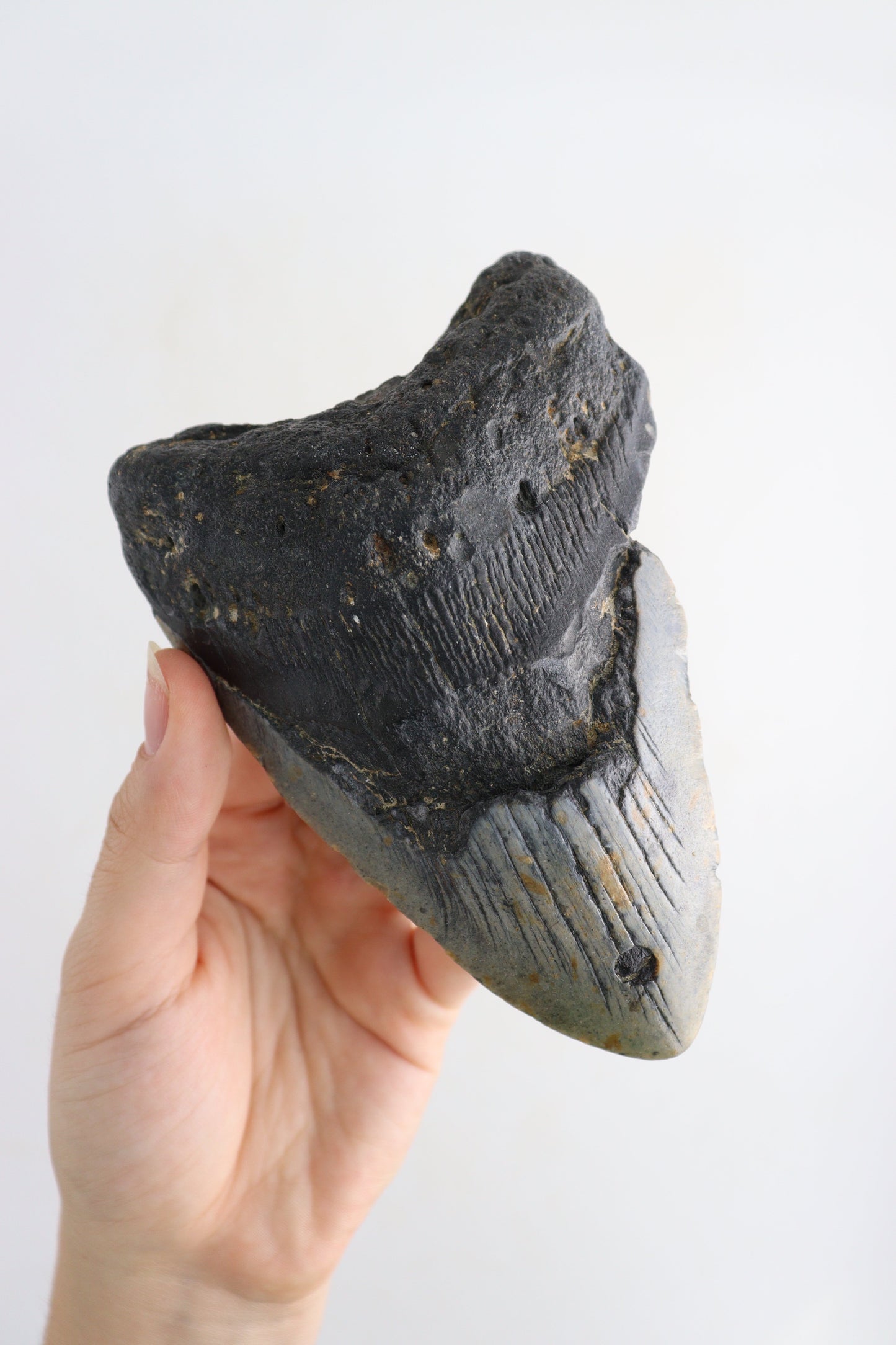 Megalodon Teeth Flat