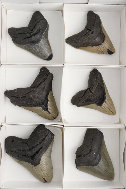 Megalodon Teeth Flat