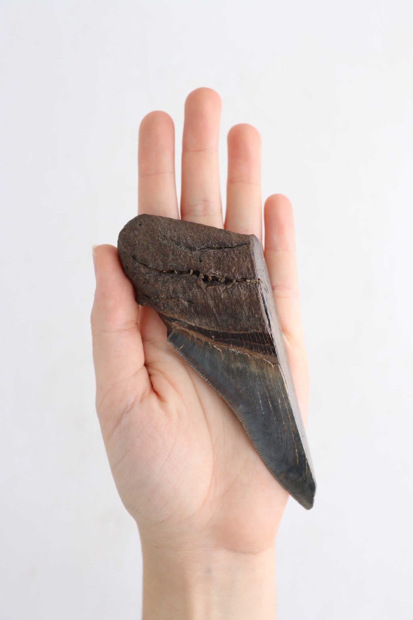 Megalodon Teeth