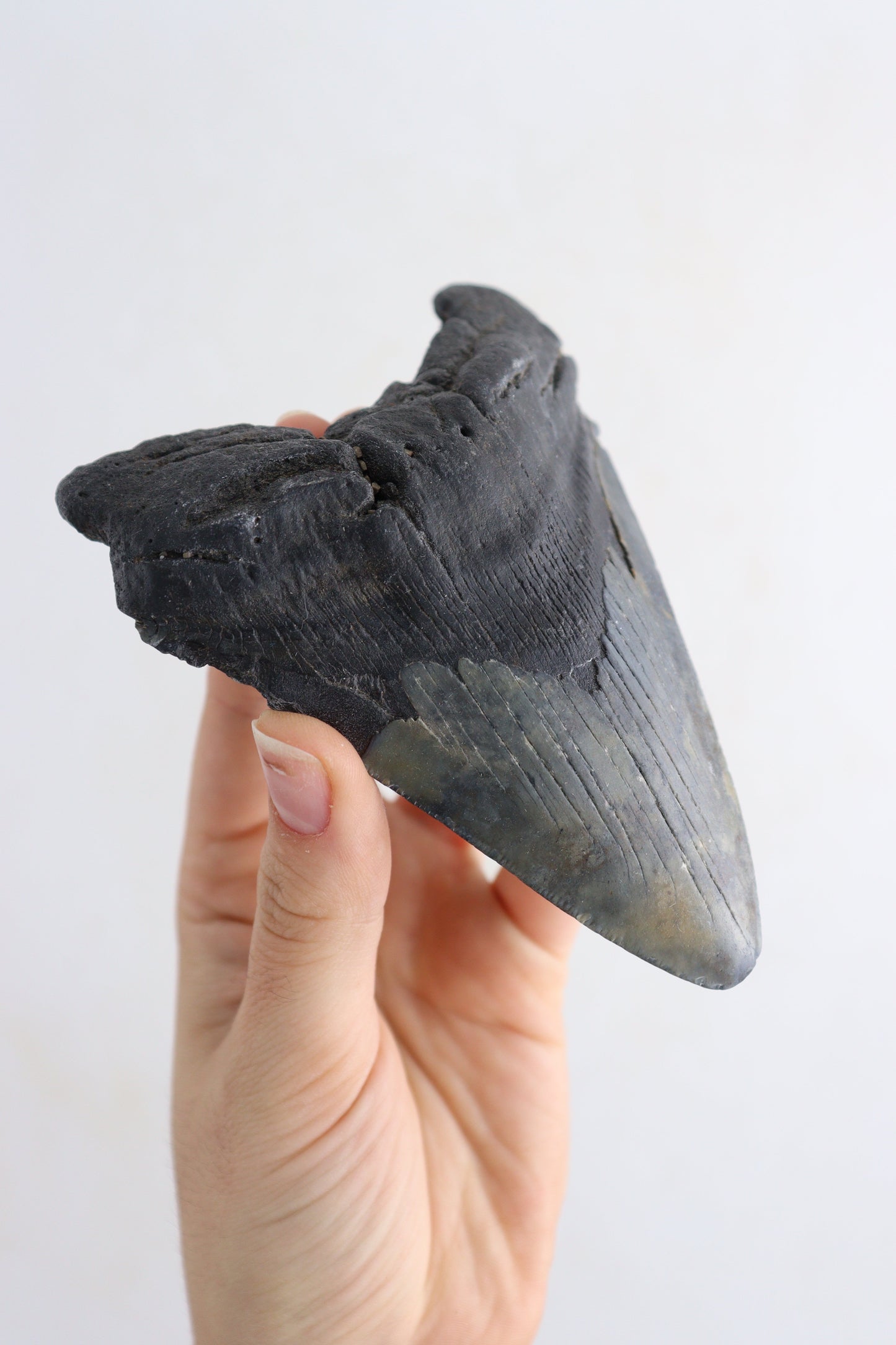 Megalodon Teeth