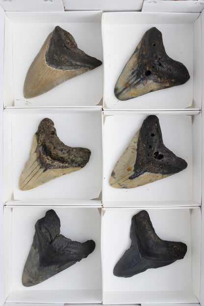 Megalodon Teeth