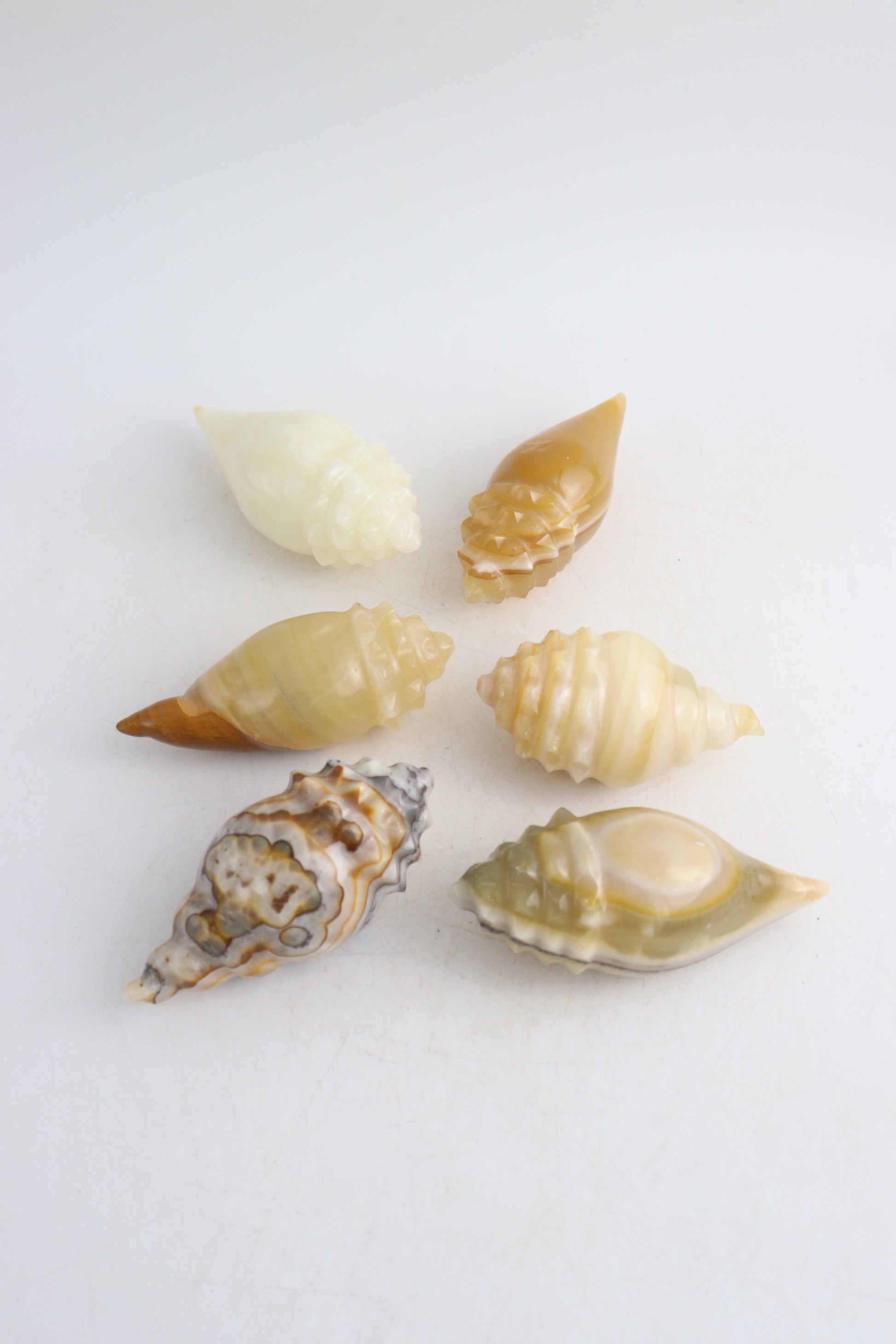 Onyx Shells - Expert Supplier of Wholesale Crystals & Bulk Gemstones