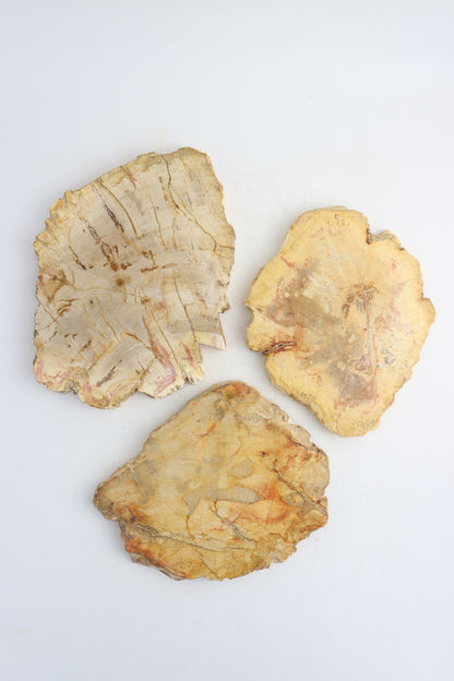 Petrified Wood Slices - Expert Supplier of Wholesale Crystals & Bulk Gemstones