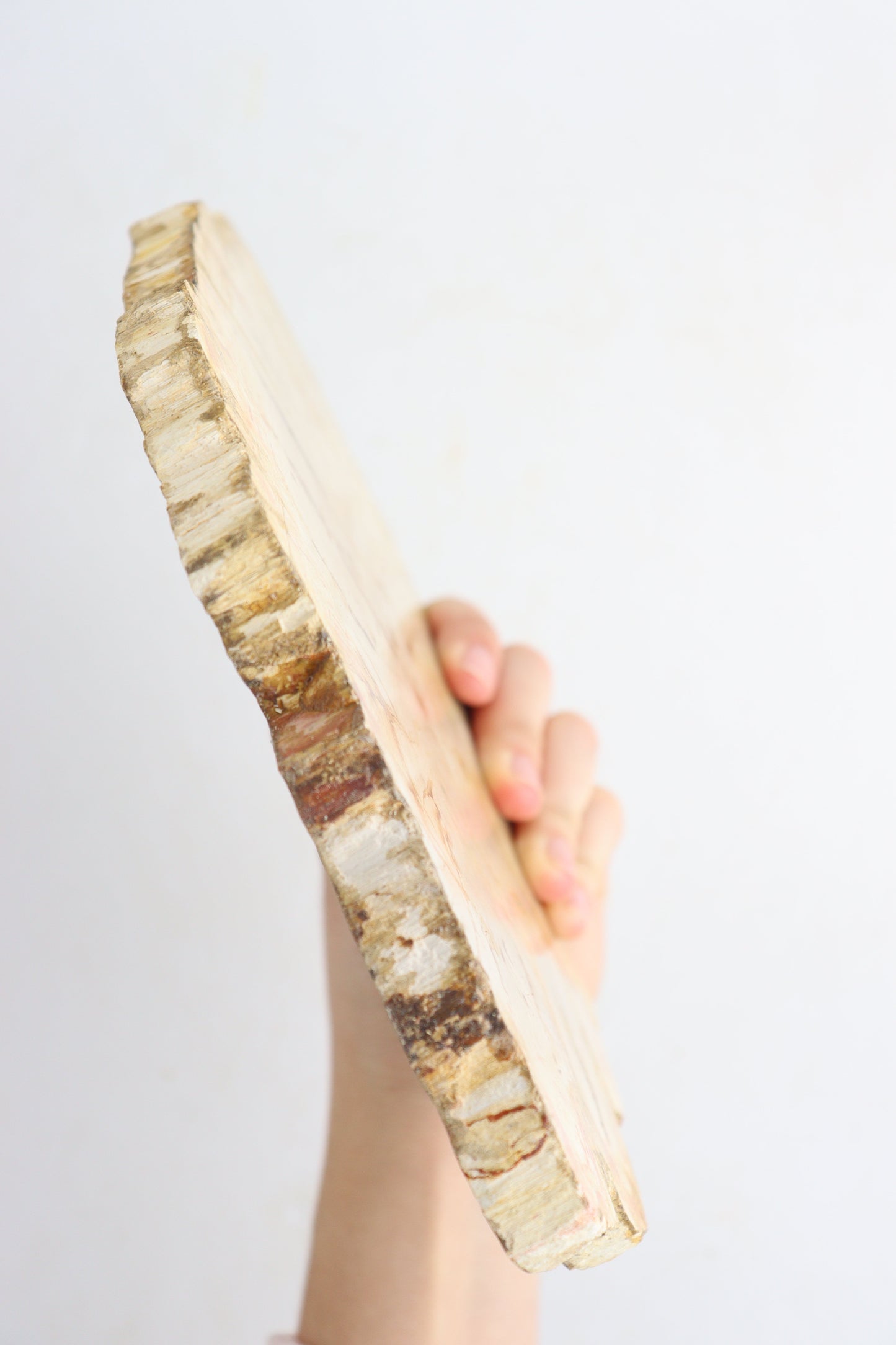 Petrified Wood Slices - Expert Supplier of Wholesale Crystals & Bulk Gemstones