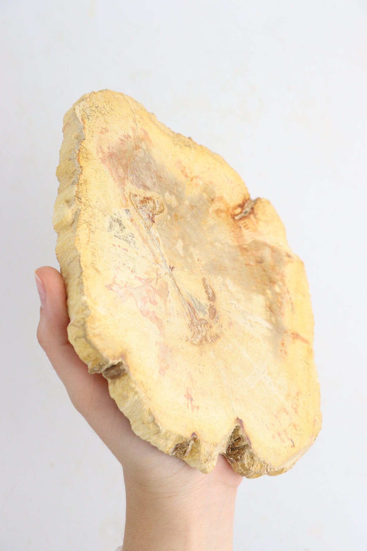Petrified Wood Slices - Expert Supplier of Wholesale Crystals & Bulk Gemstones
