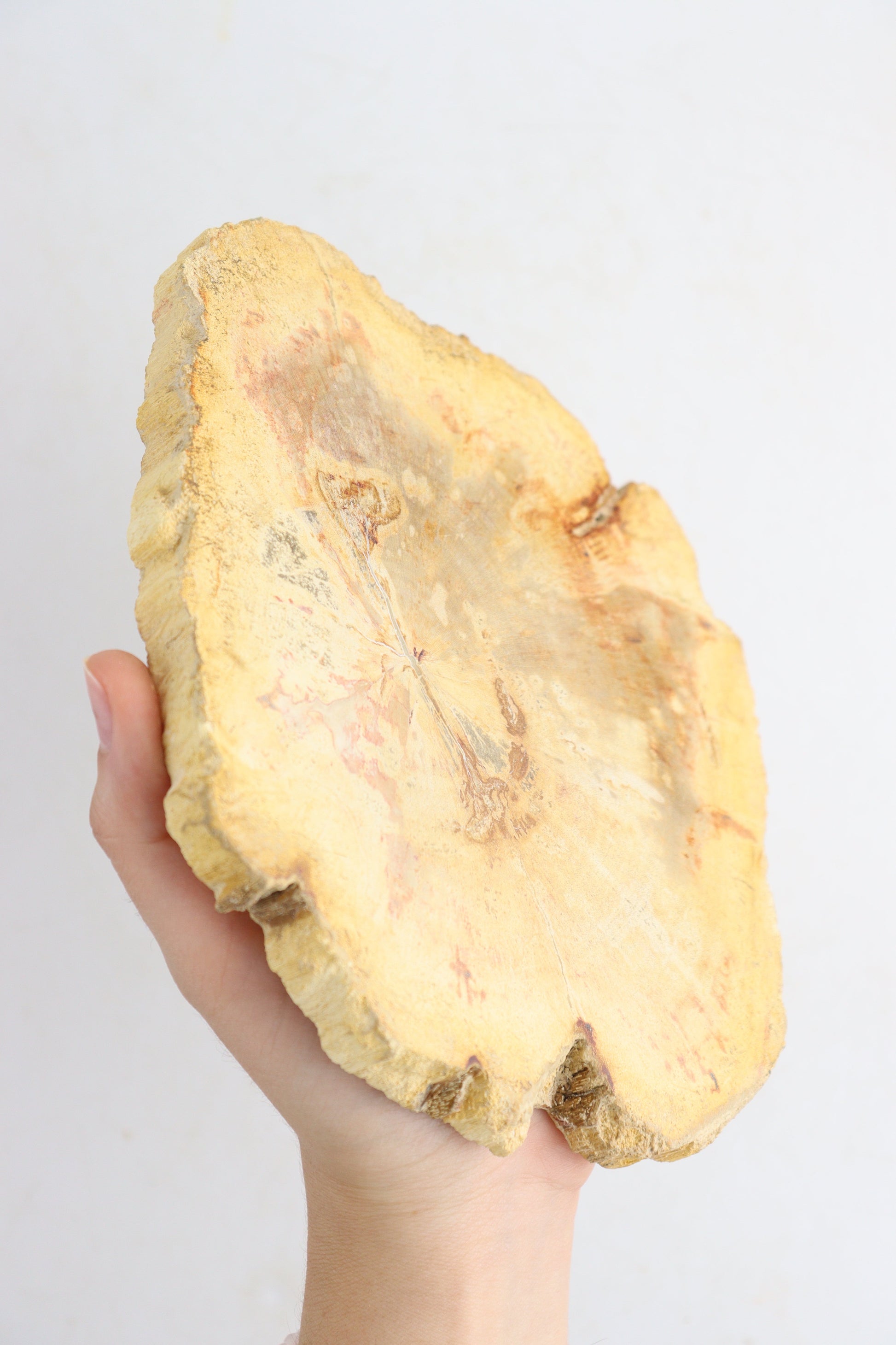 Petrified Wood Slices - Expert Supplier of Wholesale Crystals & Bulk Gemstones