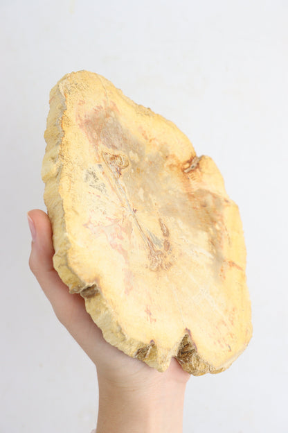 Petrified Wood Slices - Expert Supplier of Wholesale Crystals & Bulk Gemstones