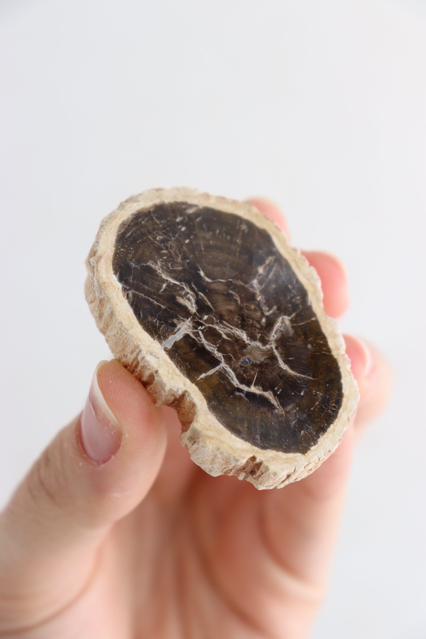 Petrified Wood Slices Flat - Expert Supplier of Wholesale Crystals & Bulk Gemstones
