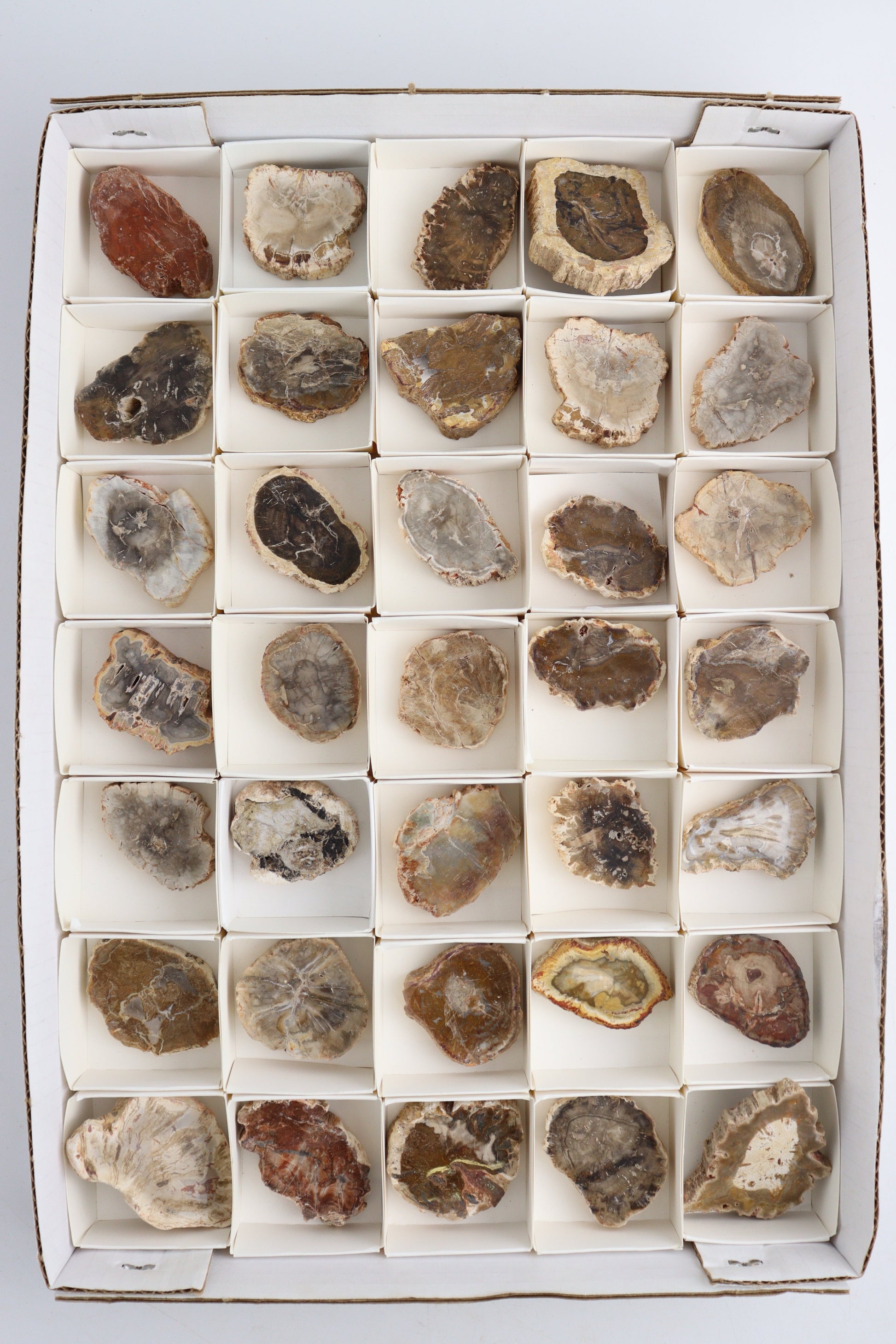 Petrified Wood Slices Flat - Expert Supplier of Wholesale Crystals & Bulk Gemstones