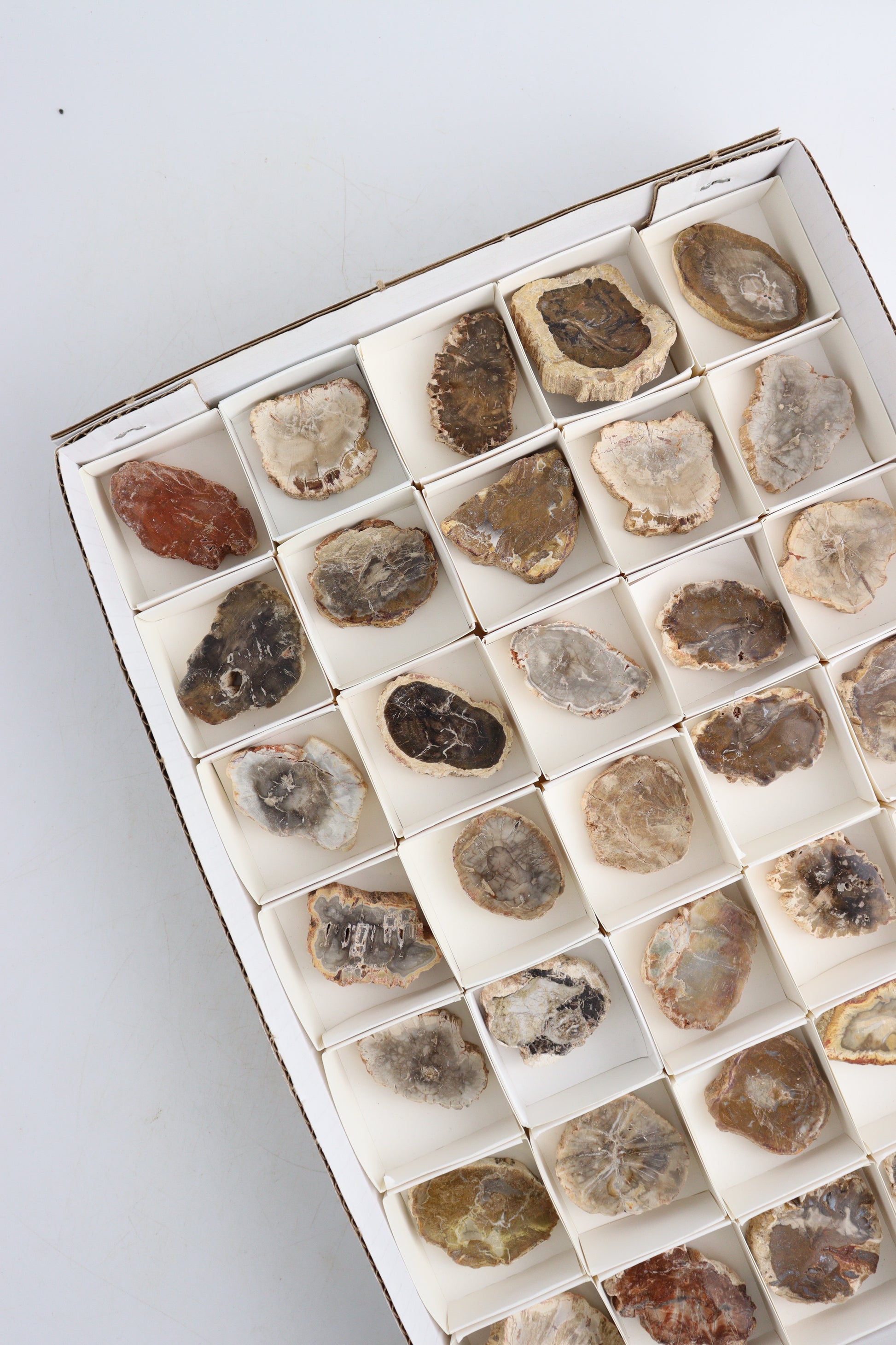 Petrified Wood Slices Flat - Expert Supplier of Wholesale Crystals & Bulk Gemstones