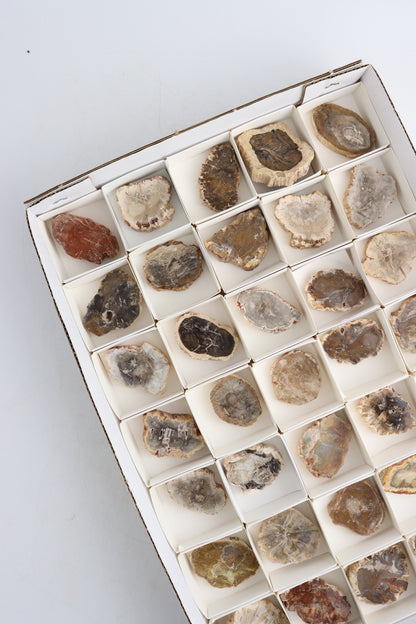 Petrified Wood Slices Flat - Expert Supplier of Wholesale Crystals & Bulk Gemstones