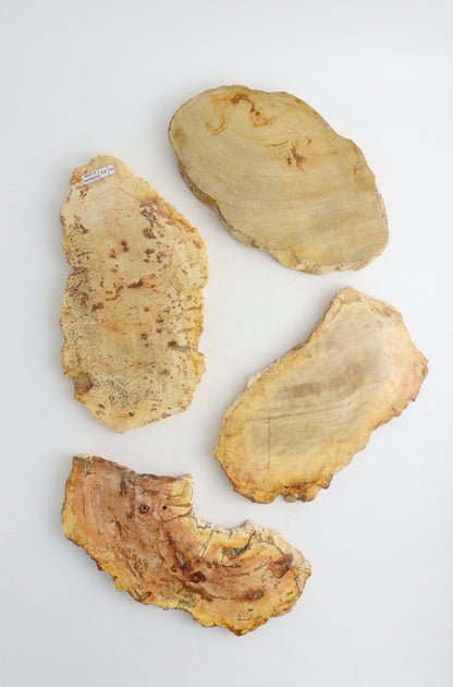 Petrified Wood Slices