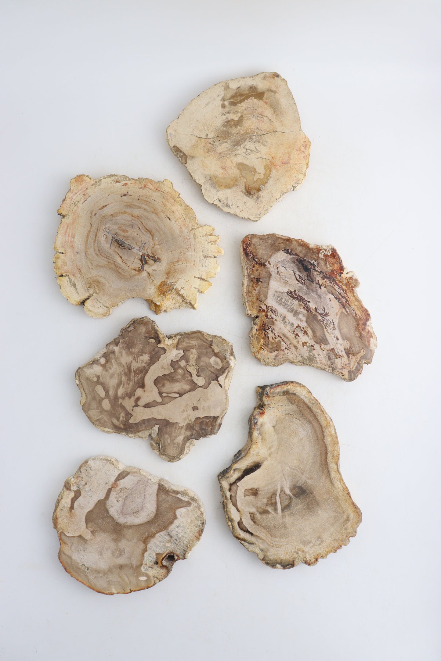 Petrified Wood Slices - Expert Supplier of Wholesale Crystals & Bulk Gemstones