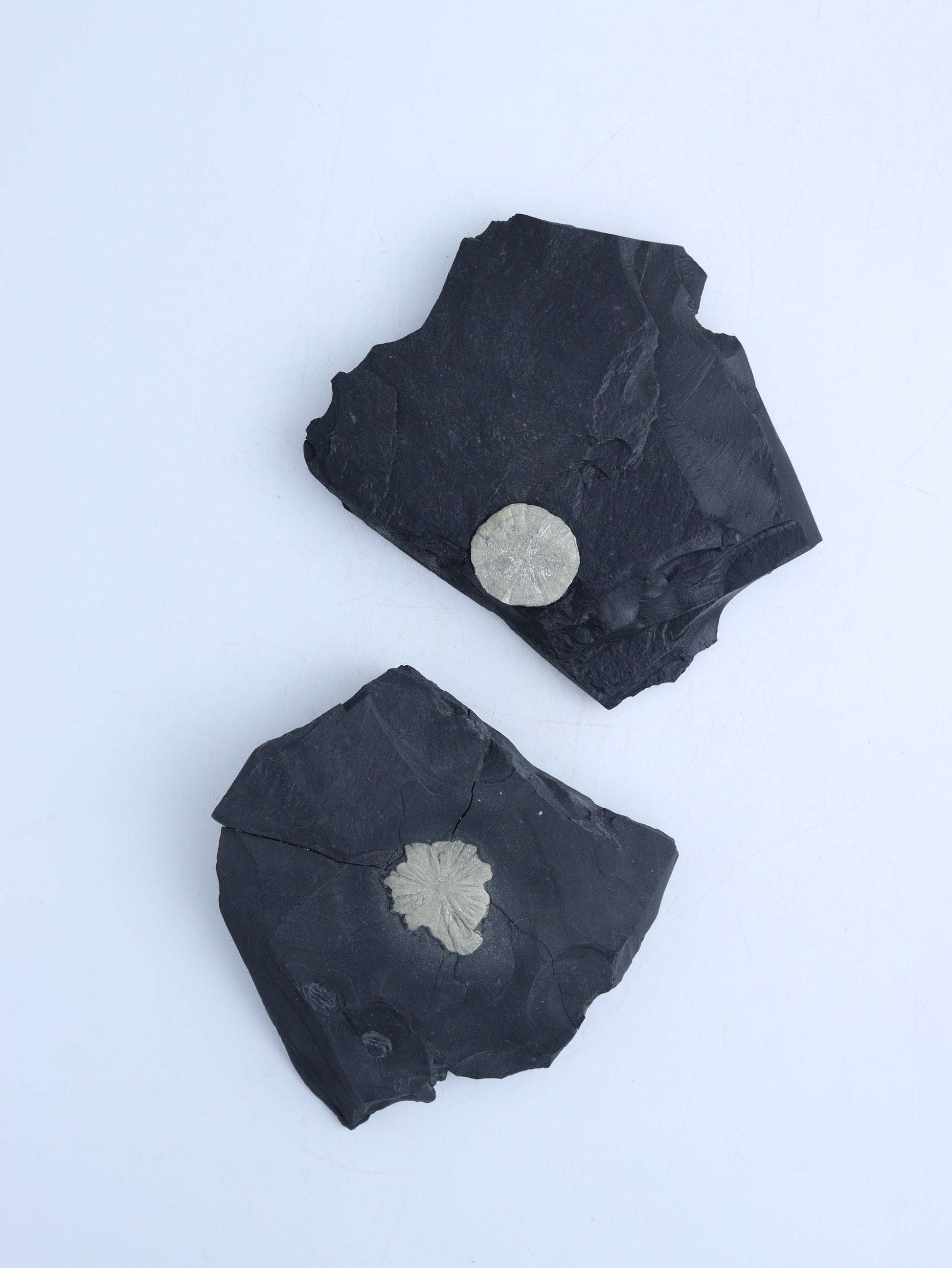 Pyrite Sun Slabs - Expert Wholesale and Supplier of Wholesale Crystals & Bulk Gemstones, ["Freeforms","Pyrite"]