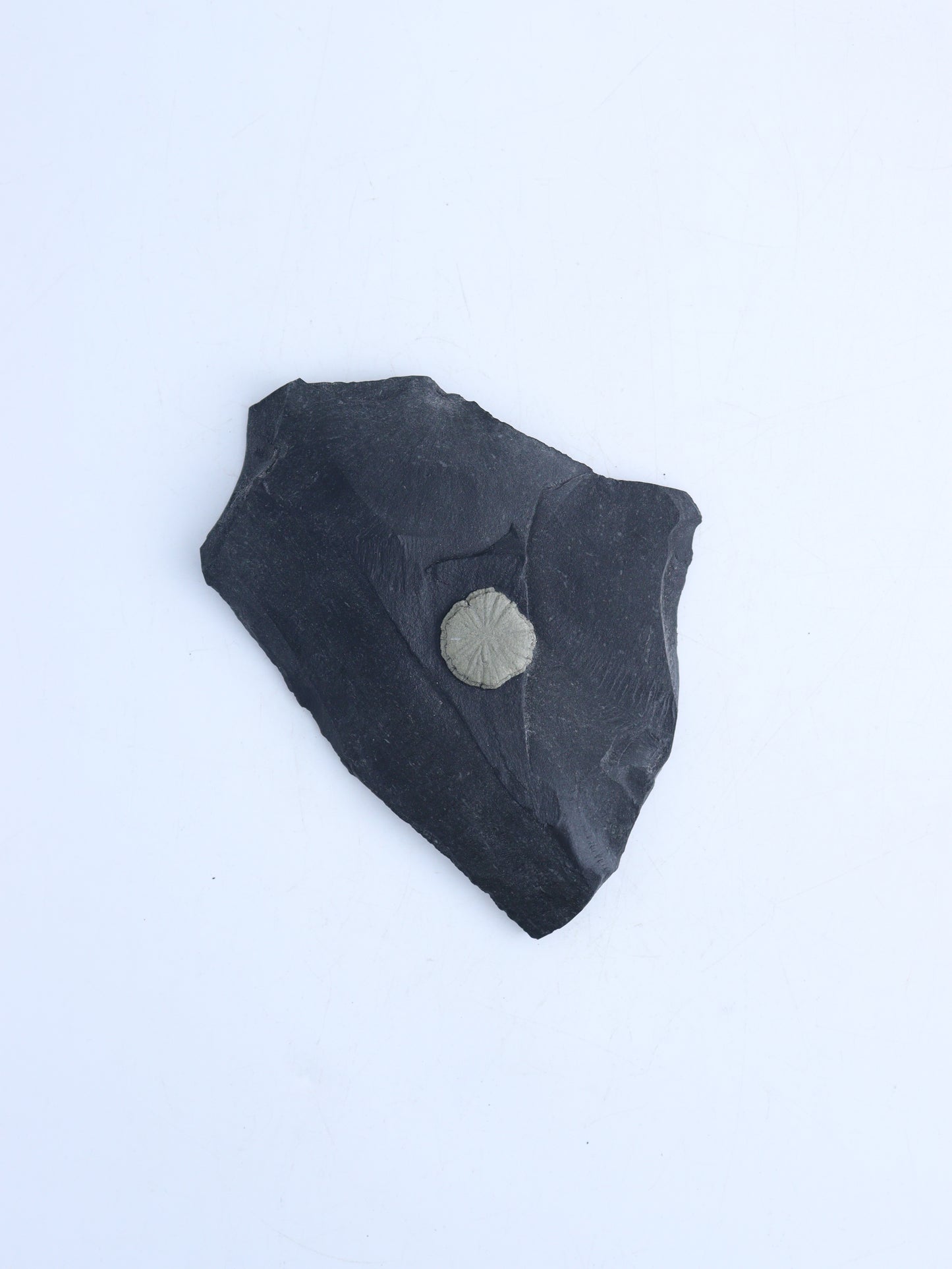 Pyrite Sun Slab - Expert Wholesale and Supplier of Wholesale Crystals & Bulk Gemstones, ["Freeforms","Pyrite"]
