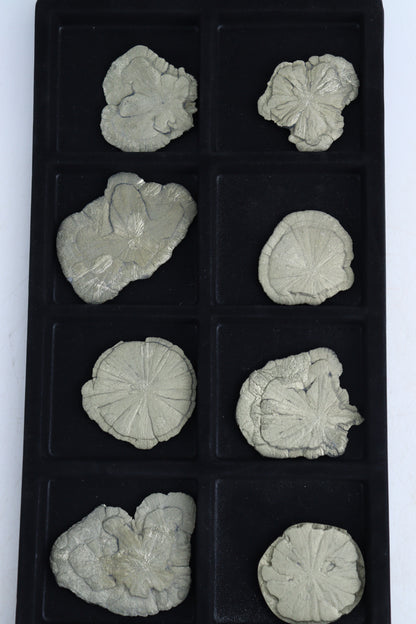 Pyrite Suns - Expert Supplier of Wholesale Crystals & Bulk Gemstones