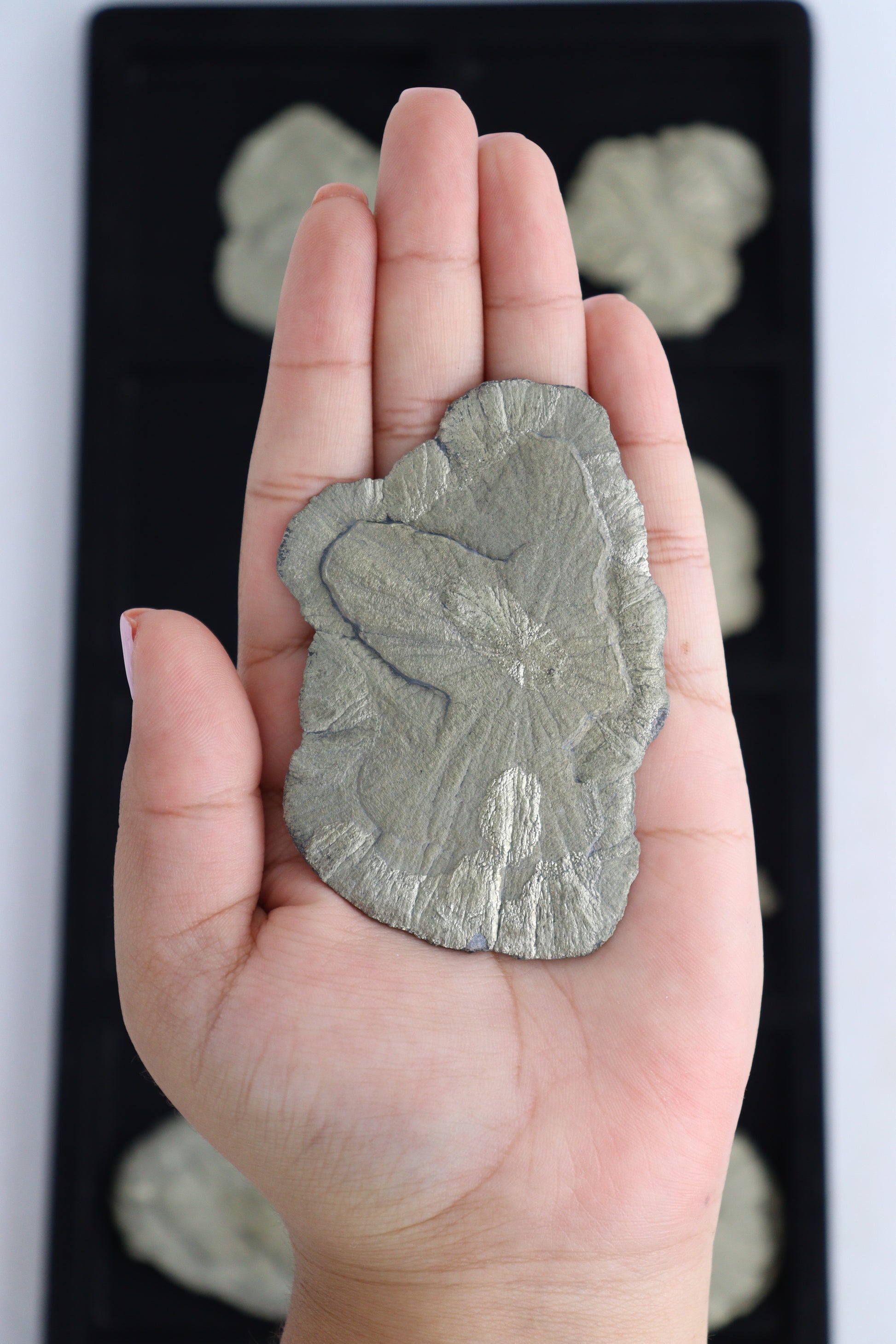 Pyrite Suns - Expert Supplier of Wholesale Crystals & Bulk Gemstones
