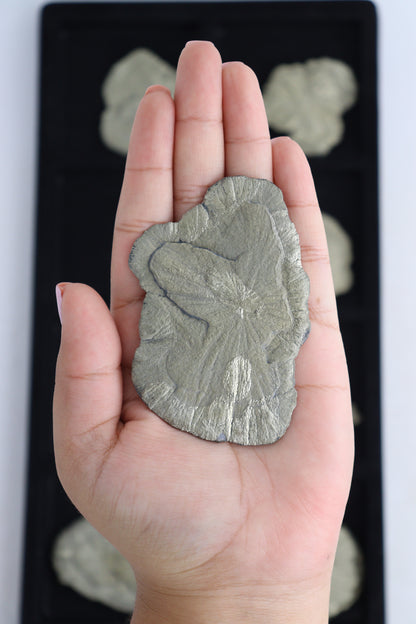 Pyrite Suns - Expert Supplier of Wholesale Crystals & Bulk Gemstones