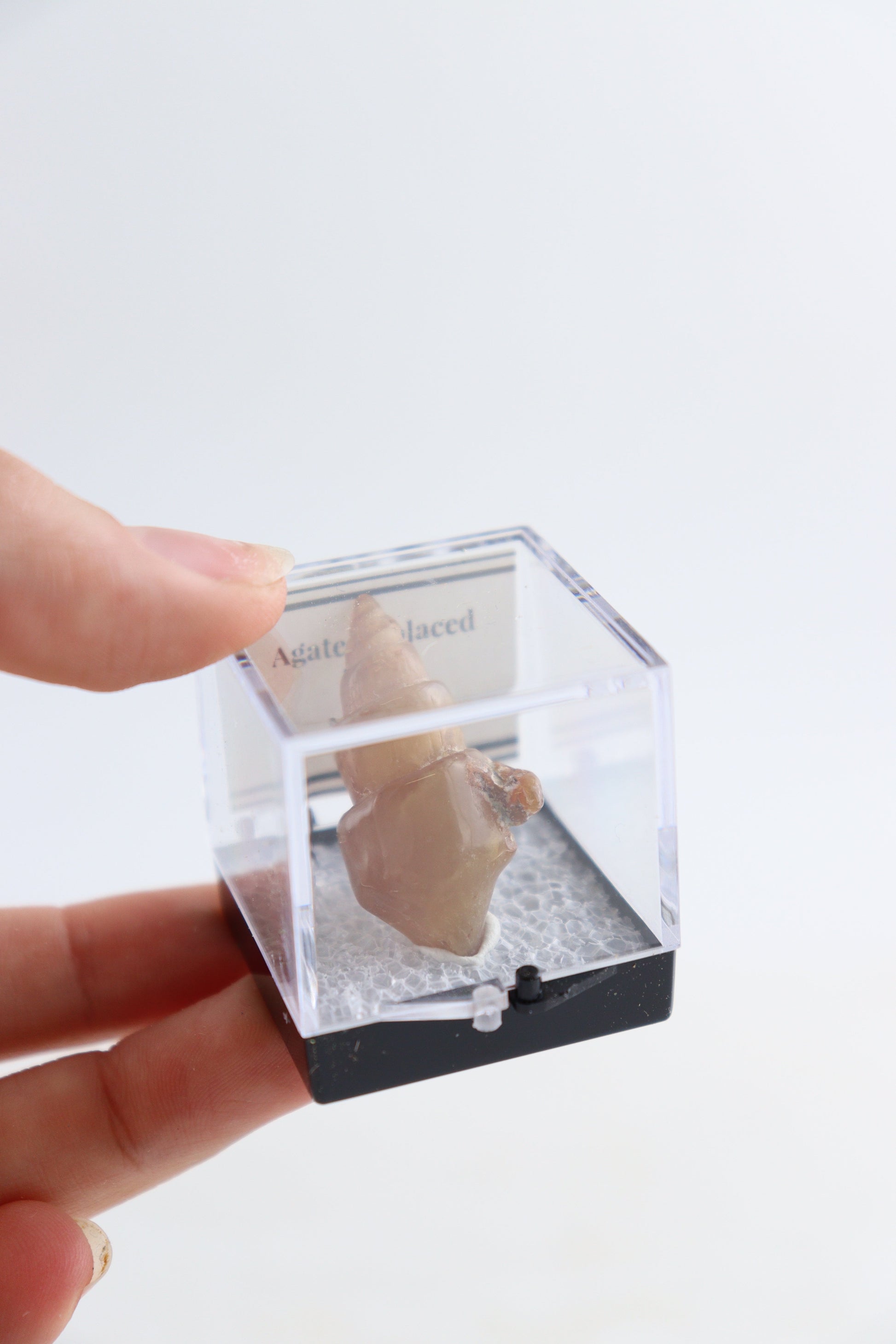 Individually Boxed Agate Replaced Shells Flat - Expert Supplier of Wholesale Crystals & Bulk Gemstones