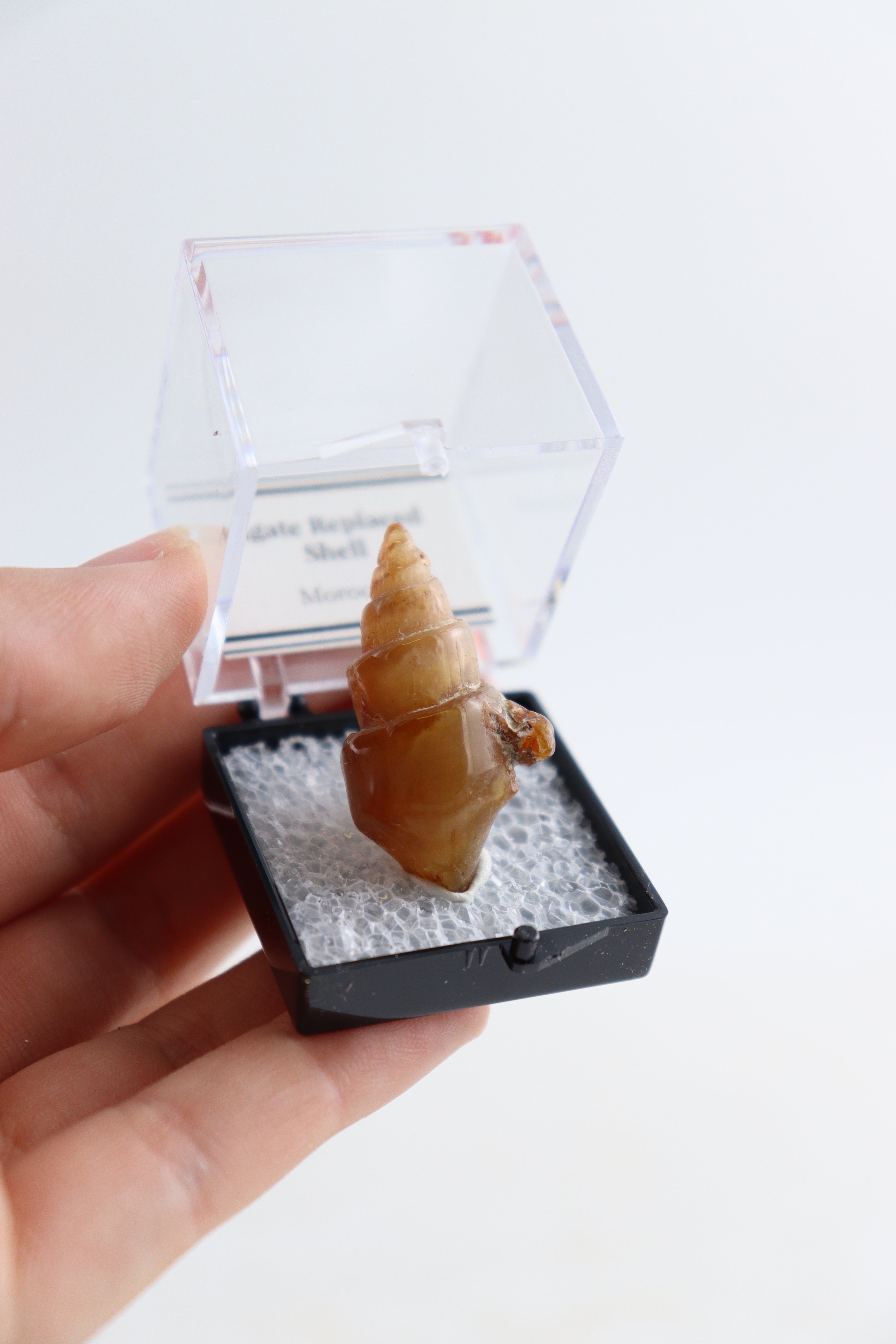 Agates Michigan Shell Individually Boxed Agate Replaced Shells Flat – Mi Esperanza Minerals