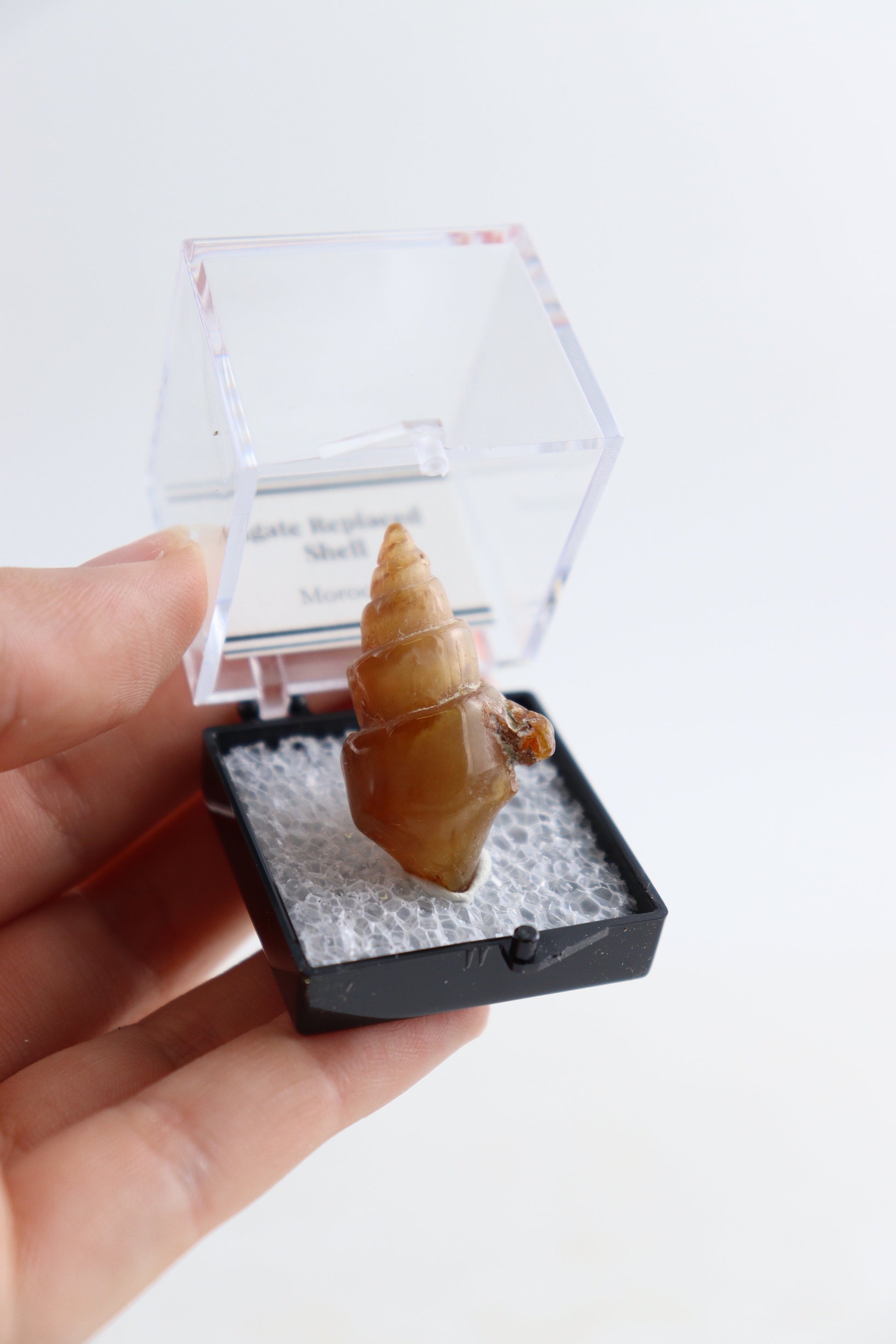 Individually Boxed Agate Replaced Shells Flat - Expert Supplier of Wholesale Crystals & Bulk Gemstones