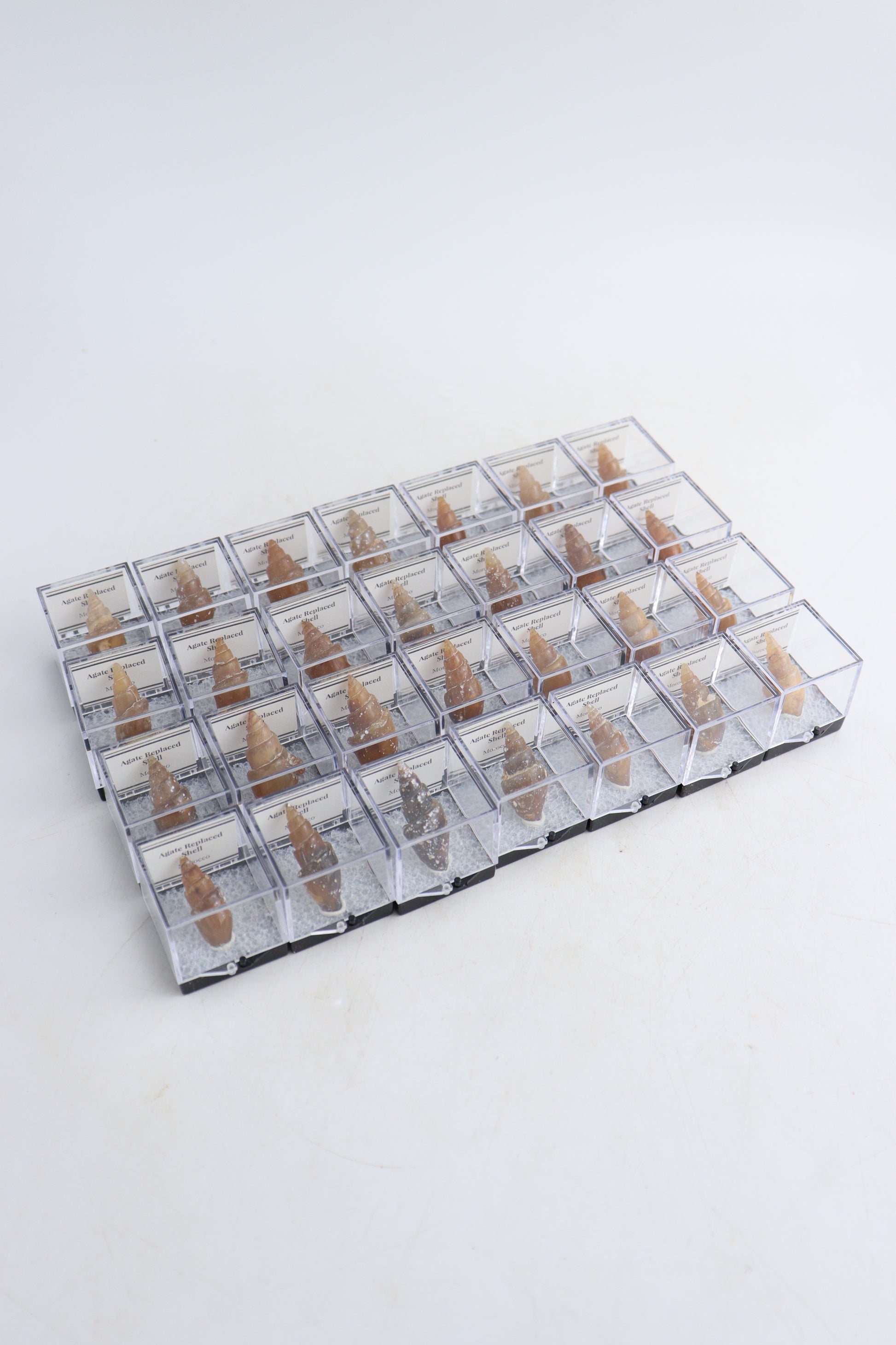 Individually Boxed Agate Replaced Shells Flat - Expert Supplier of Wholesale Crystals & Bulk Gemstones