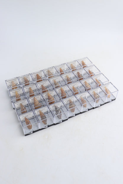 Individually Boxed Agate Replaced Shells Flat - Expert Supplier of Wholesale Crystals & Bulk Gemstones