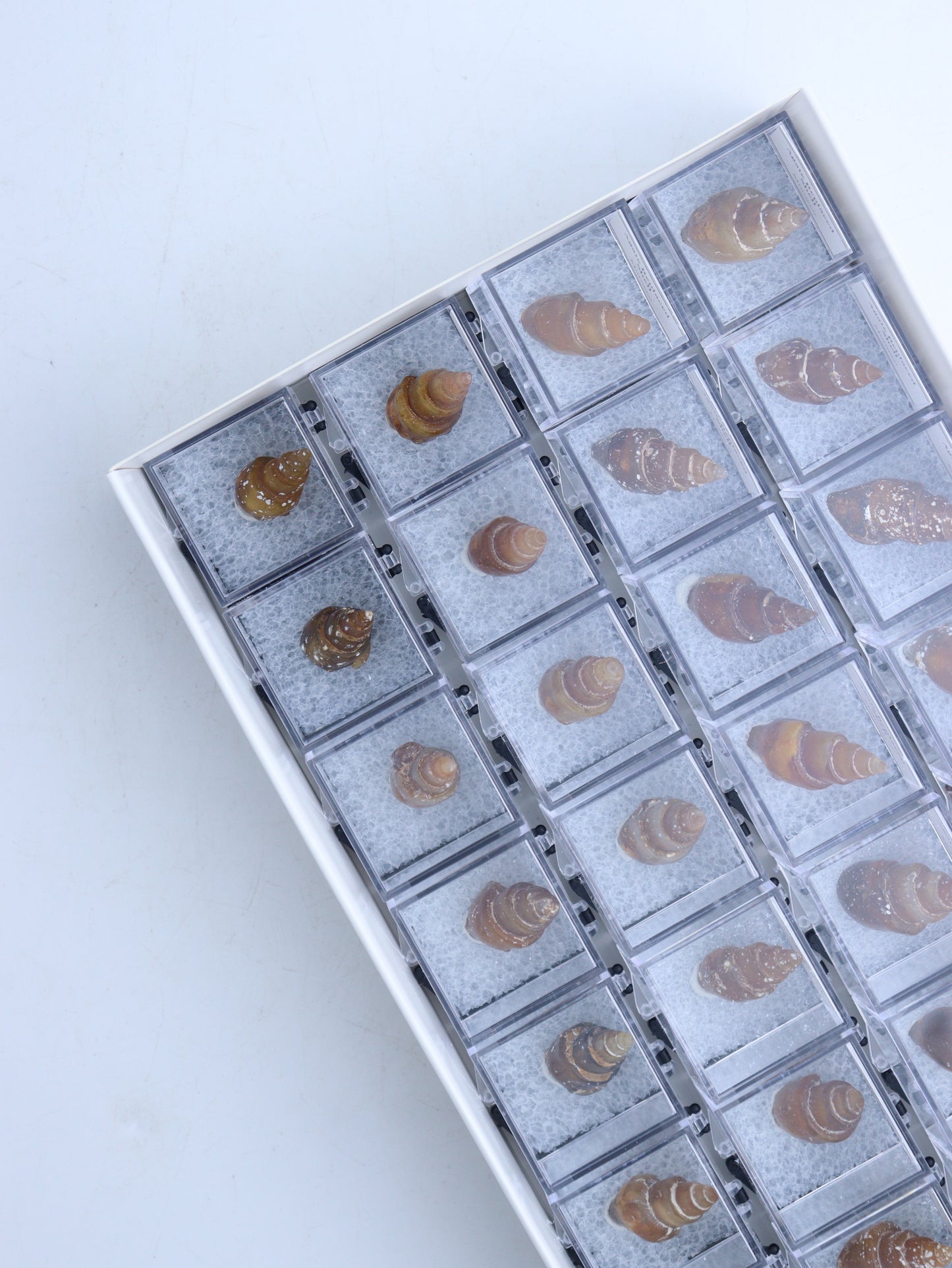 Individually Boxed Shells - Expert Wholesale and Supplier of Wholesale Crystals & Bulk Gemstones, ["Flats","shell"]