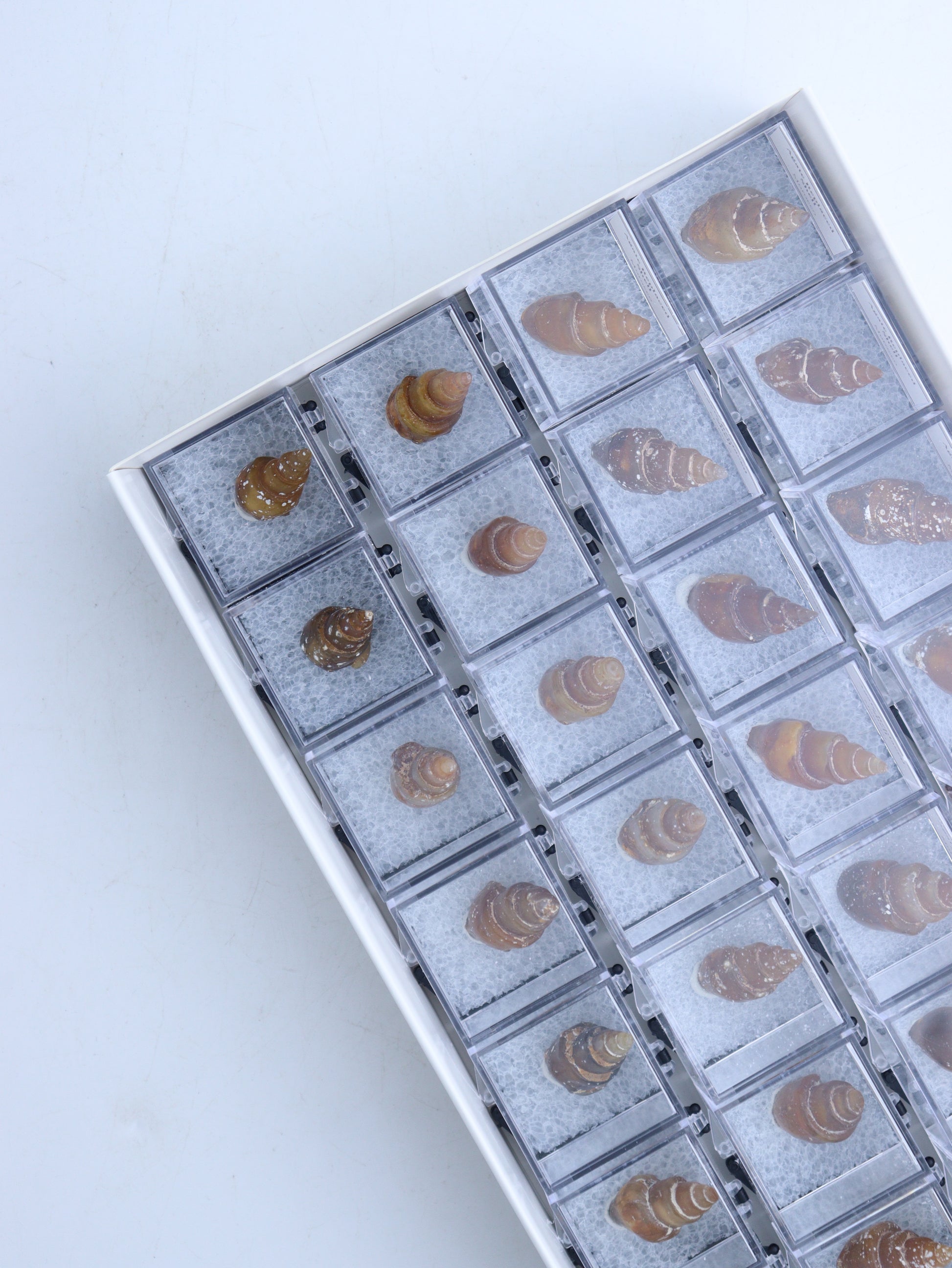 Individually Boxed Shells - Expert Wholesale and Supplier of Wholesale Crystals & Bulk Gemstones, ["Flats","shell"]