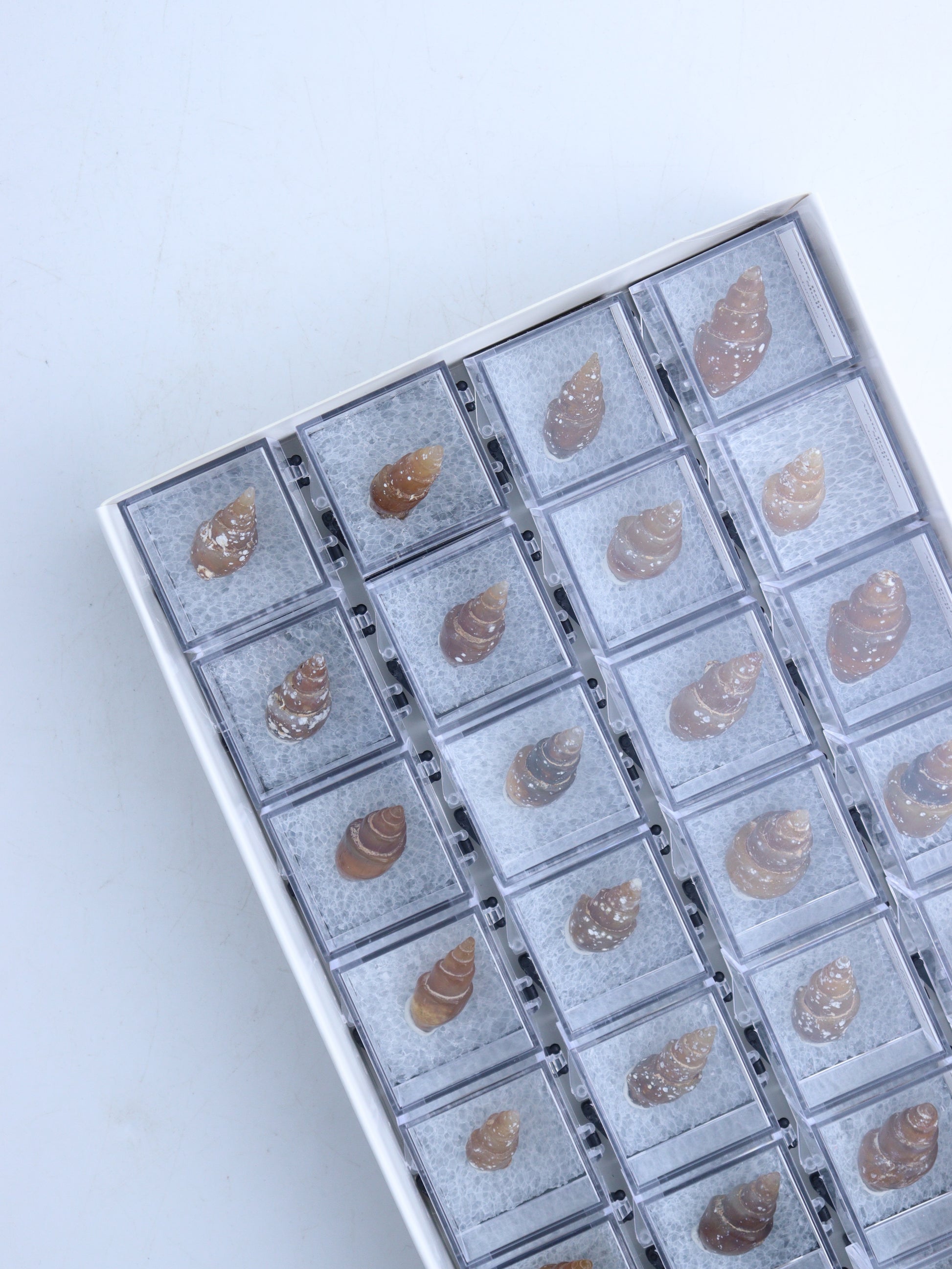Individually Boxed Shells - Expert Wholesale and Supplier of Wholesale Crystals & Bulk Gemstones, ["Flats","shell"]
