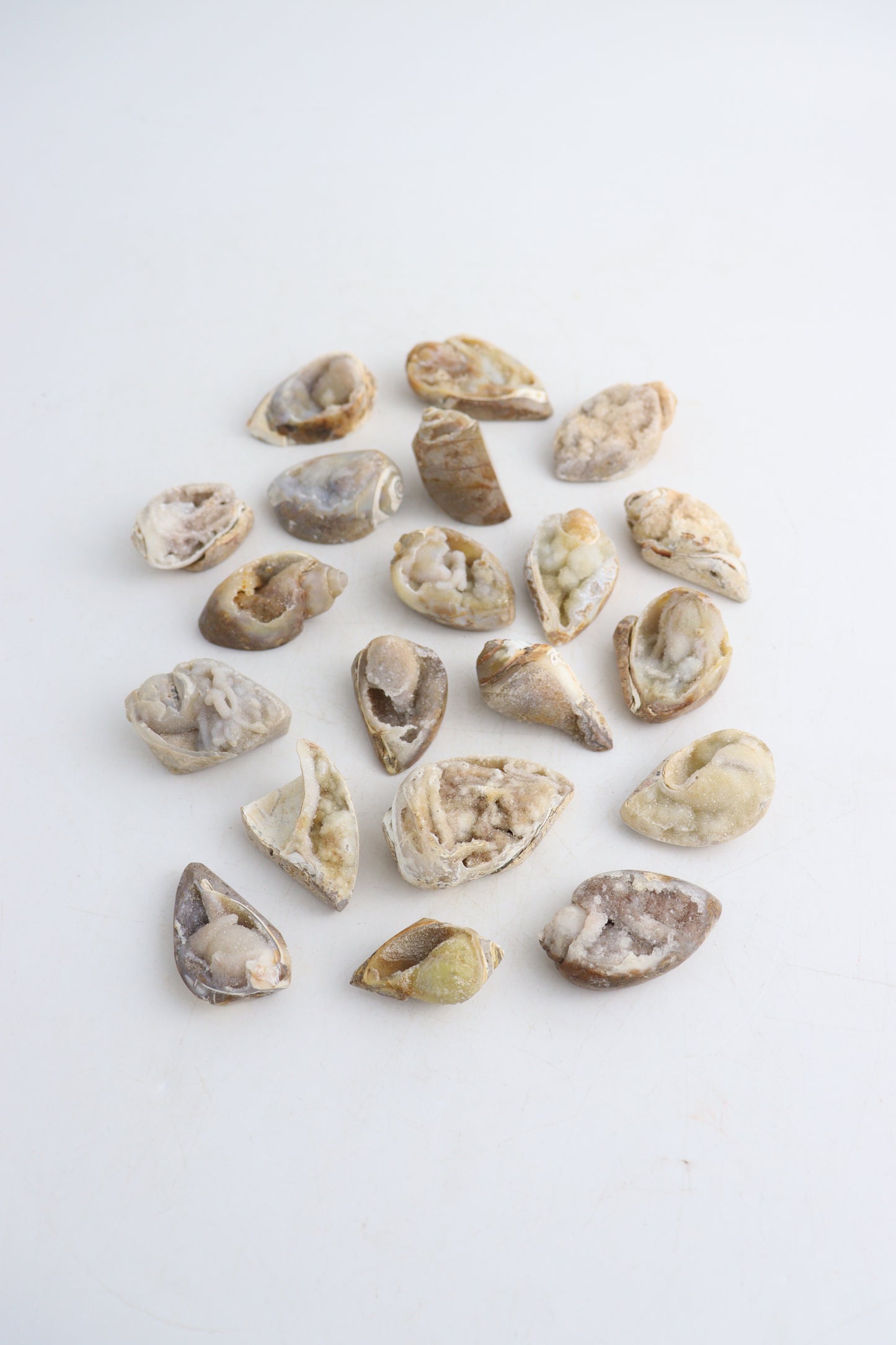 Spiralite Quartz Flat - Expert Wholesale and Supplier of Wholesale Crystals & Bulk Gemstones, ["Flats","shell","Spiralite Quartz"]