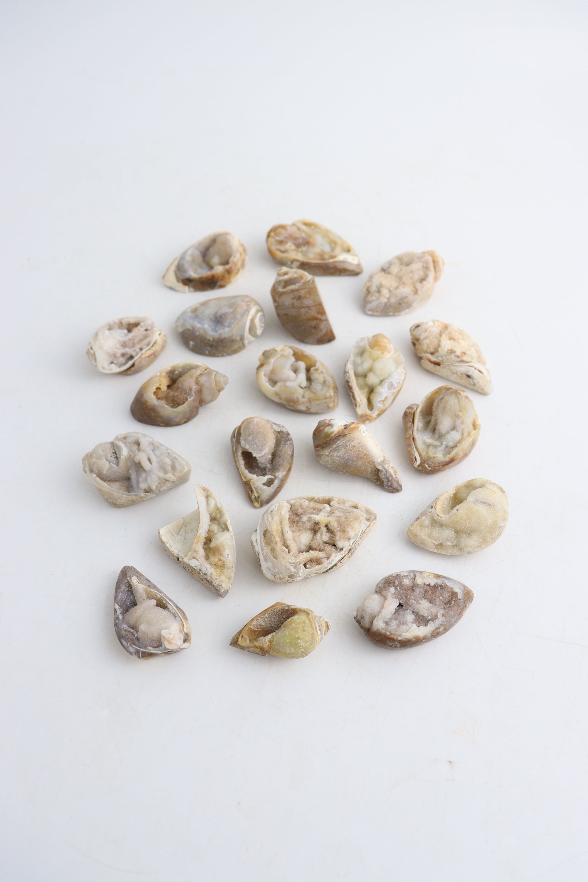 Spiralite Quartz Flat - Expert Wholesale and Supplier of Wholesale Crystals & Bulk Gemstones, ["Flats","shell","Spiralite Quartz"]