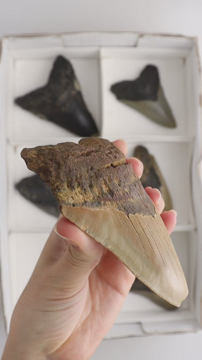 Megalodon Teeth Flat