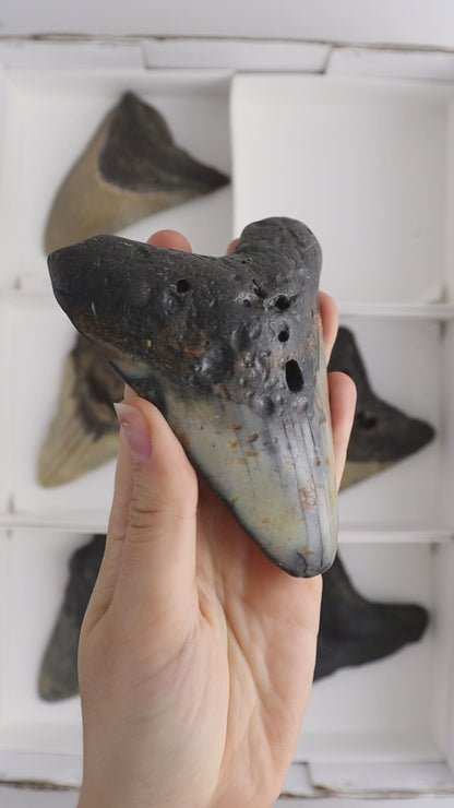 Megalodon Teeth