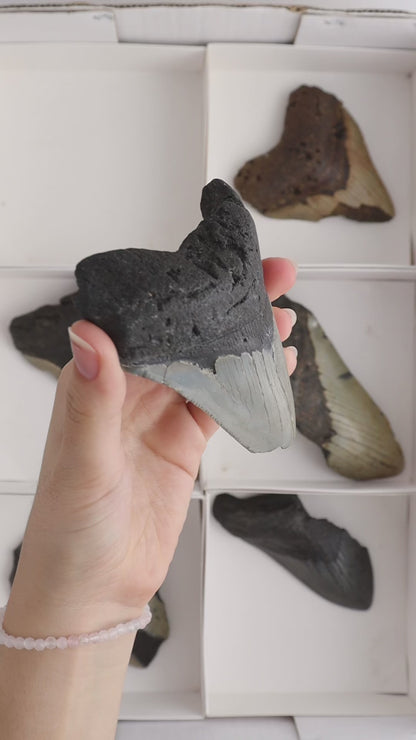 Megalodon Teeth Flat