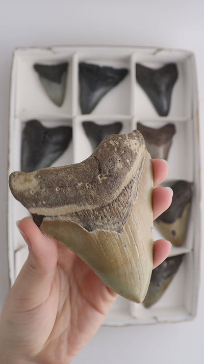 Megalodon Teeth Flat