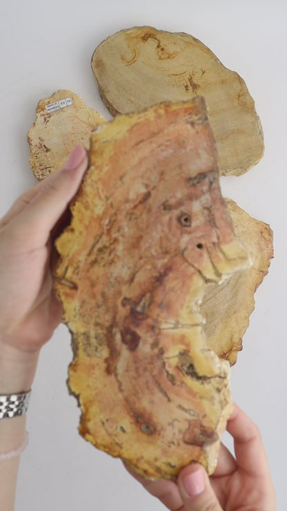 Petrified Wood Slices