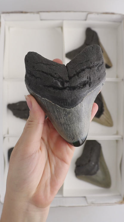 Megalodon Teeth Flat