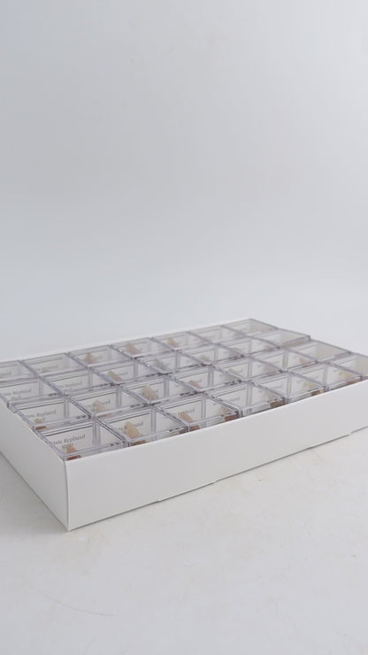 Individually Boxed Agate Replaced Shells Flat