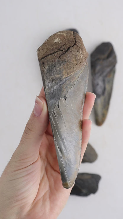 Megalodon Teeth