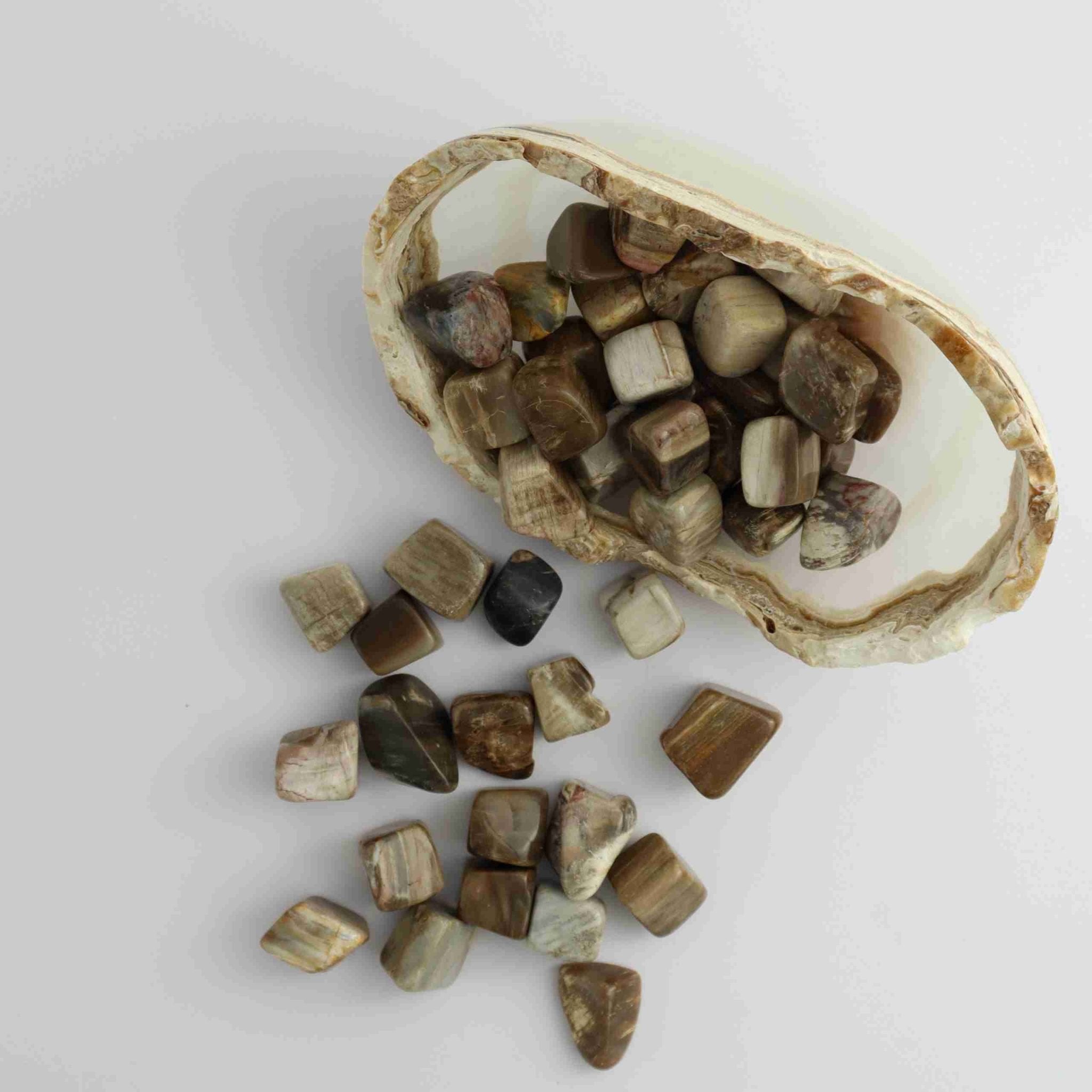 1kg Petrified Wood Tumbles | Wholesale Crystals Vendor – Mi Esperanza ...