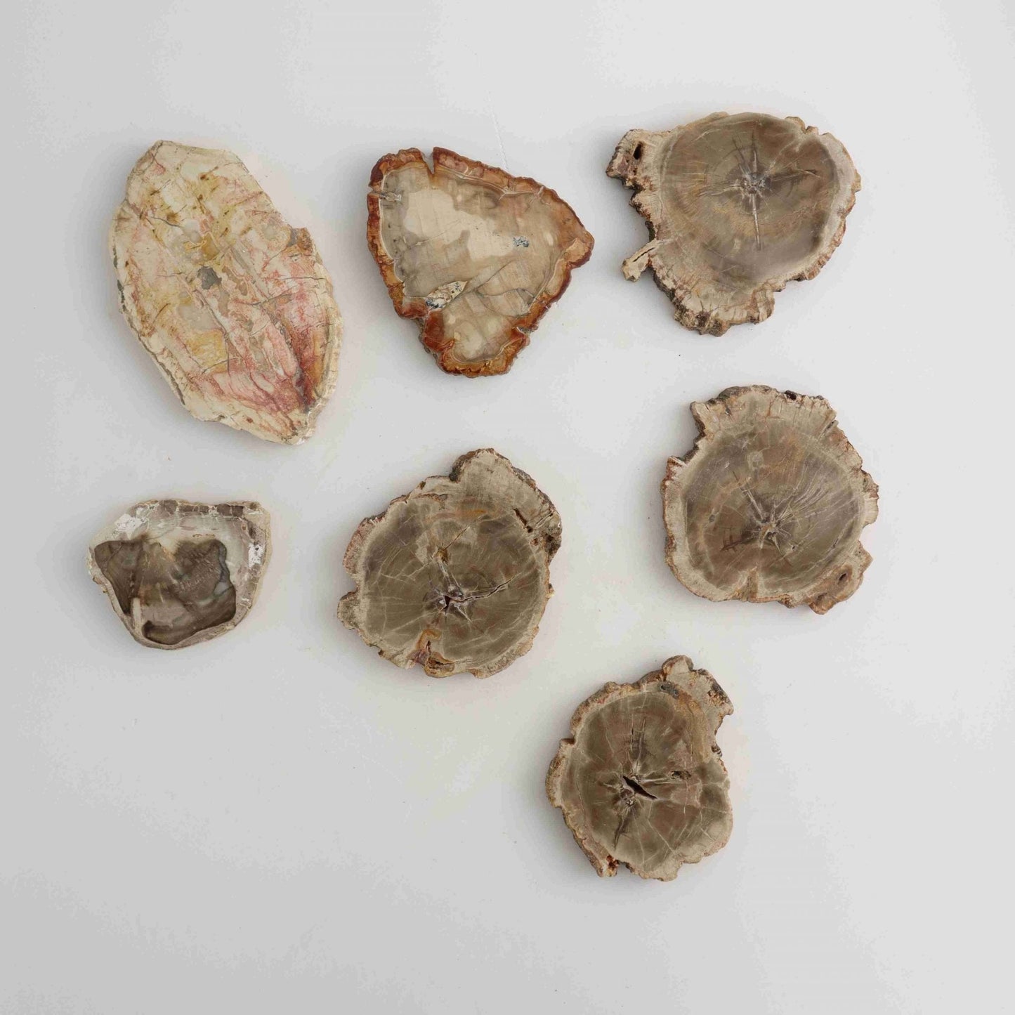 Petrified Wood Slices - Expert Wholesale and Supplier of Wholesale Crystals & Bulk Gemstones, ["Petrified Wood","Slices and Slabs"]